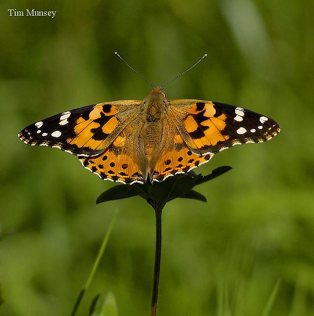 Painted Lady 4 04.jpg